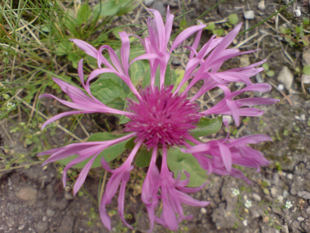 DSC00447.JPG